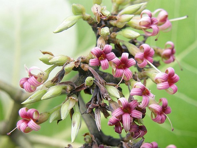 ANACARDIUM OCCIDENTALE L. - ledvinovník západní, kešu