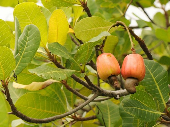 Anacardium occidentale