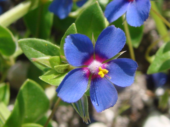 ANAGALLIS FOEMINA Mill. – drchnička modrá / drchnička belasá