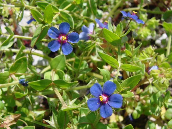 Anagallis foemina