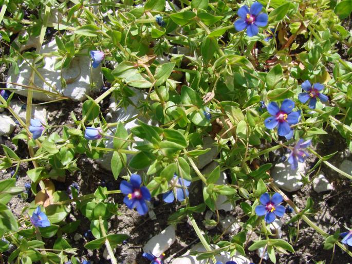 Anagallis foemina