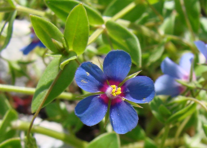 ANAGALLIS FOEMINA Mill. – drchnička modrá / drchnička belasá