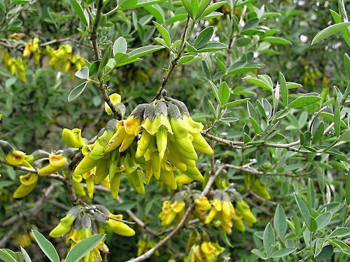 ANAGYRIS FOETIDA L. - palník