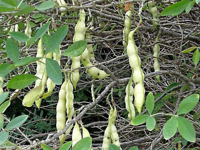 Anagyris foetida