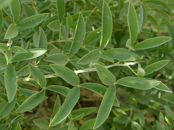 Anagyris foetida