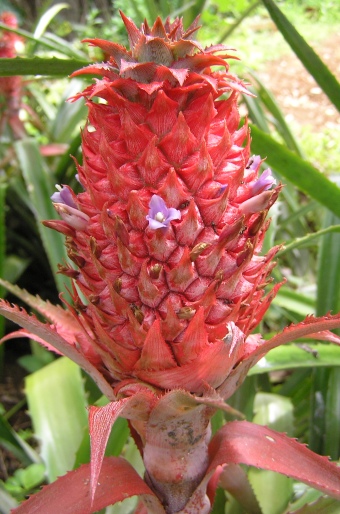 Ananas comosus