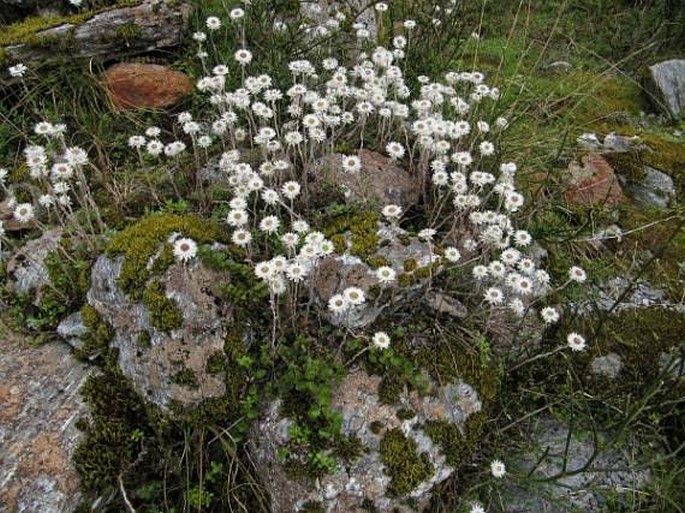 Anaphalioides bellidioides