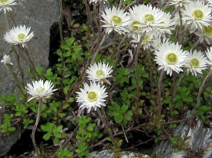 Anaphalioides bellidioides