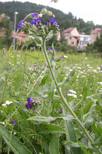 Anchusa officinalis