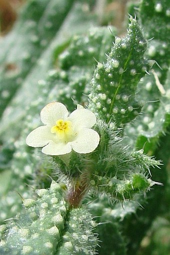 Anchusa aegyptiaca