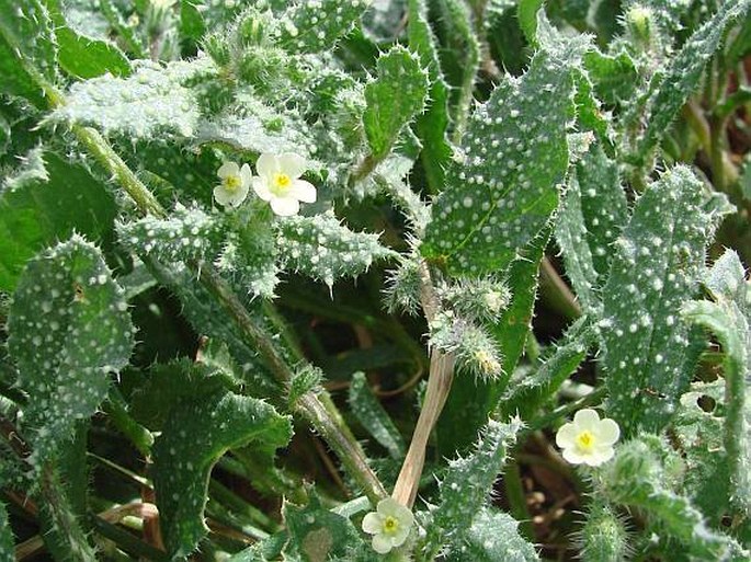 Anchusa aegyptiaca