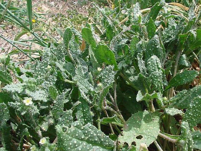 Anchusa aegyptiaca