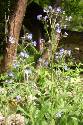 Anchusa barrelieri