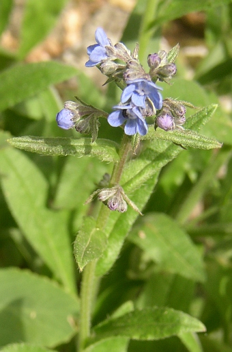 Anchusa barrelieri