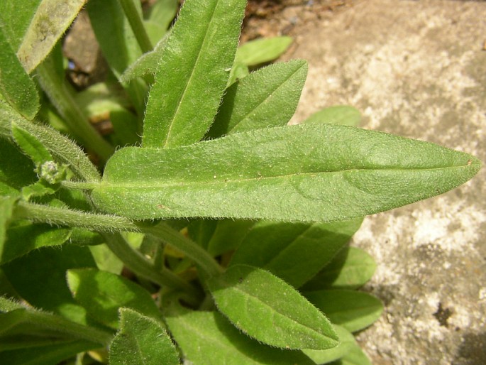 Anchusa barrelieri