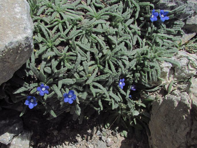 Anchusa cespitosa