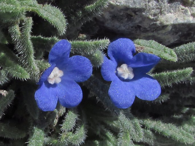 Anchusa cespitosa