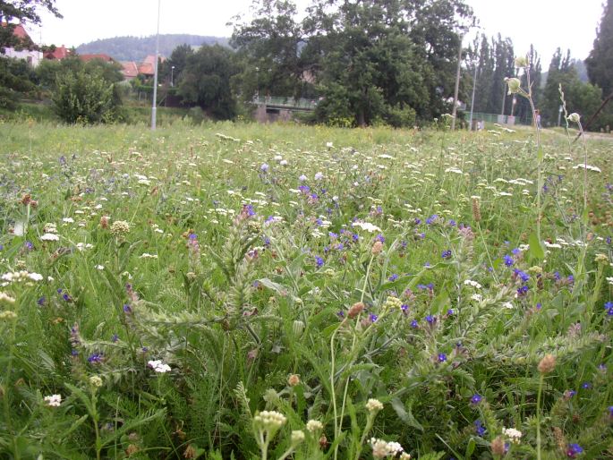 Anchusa officinalis