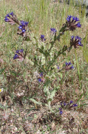 Anchusa undulata subsp. hybrida