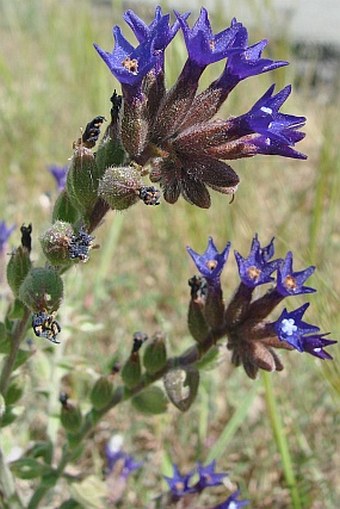 Anchusa undulata subsp. hybrida