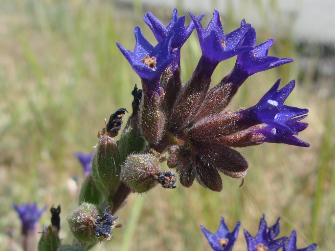 Anchusa undulata subsp. hybrida