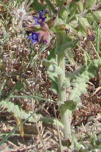 Anchusa undulata subsp. hybrida