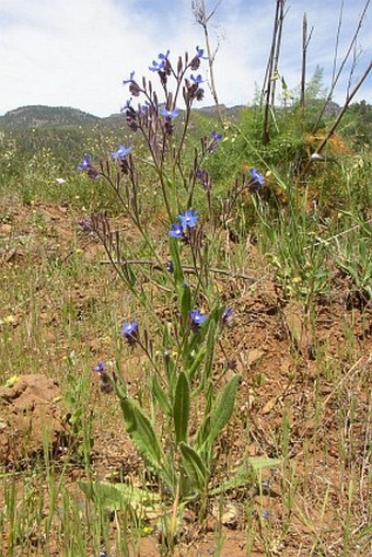 Anchusa azurea