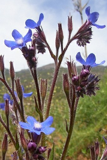 Anchusa azurea