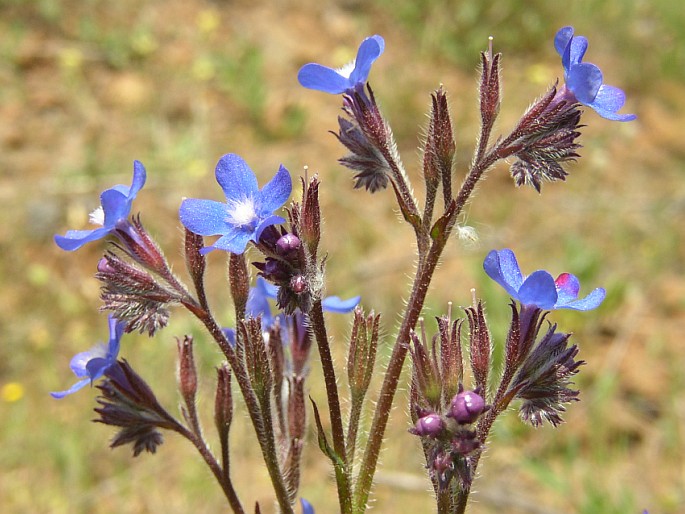 Anchusa azurea