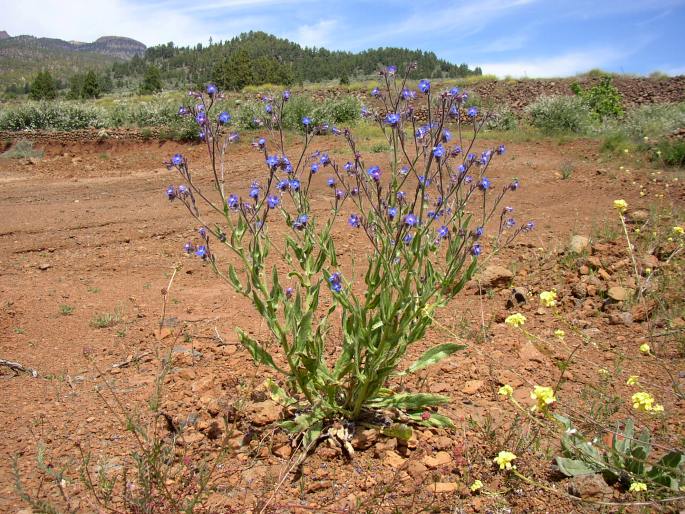 Anchusa azurea