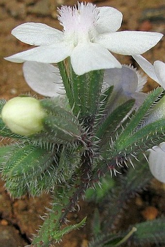 Anchusa strigosa