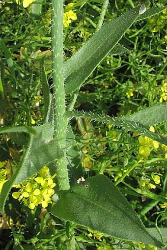 Anchusa strigosa