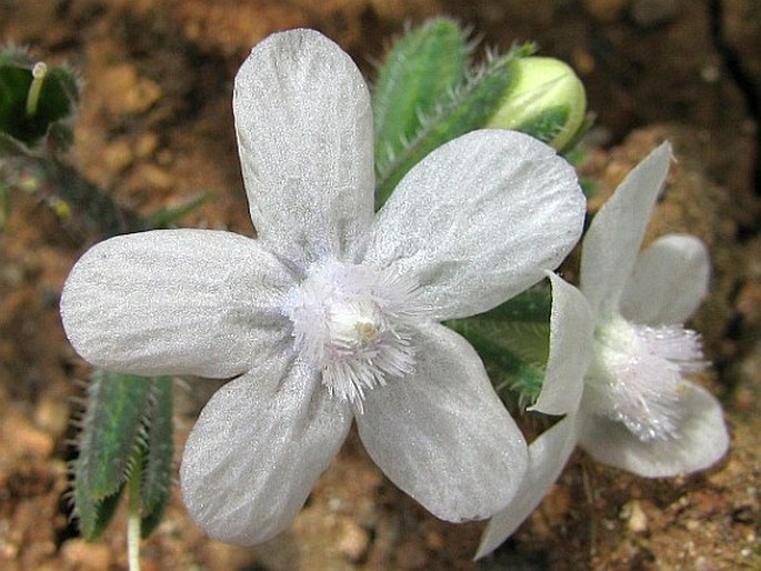 Anchusa strigosa