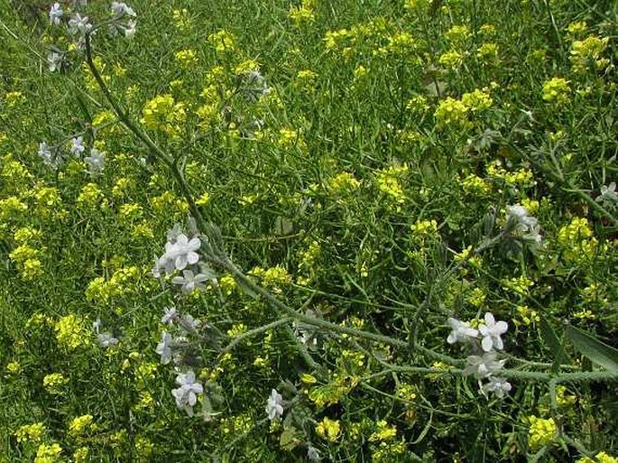 Anchusa strigosa