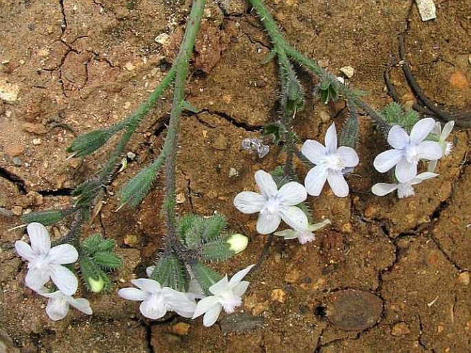 Anchusa strigosa