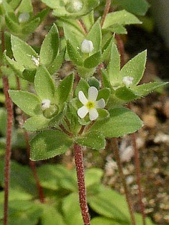 Androsace maxima