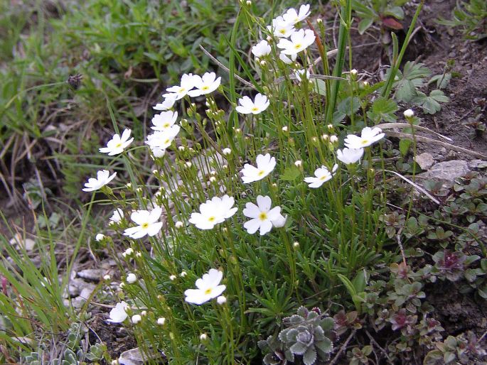 Androsace lactea