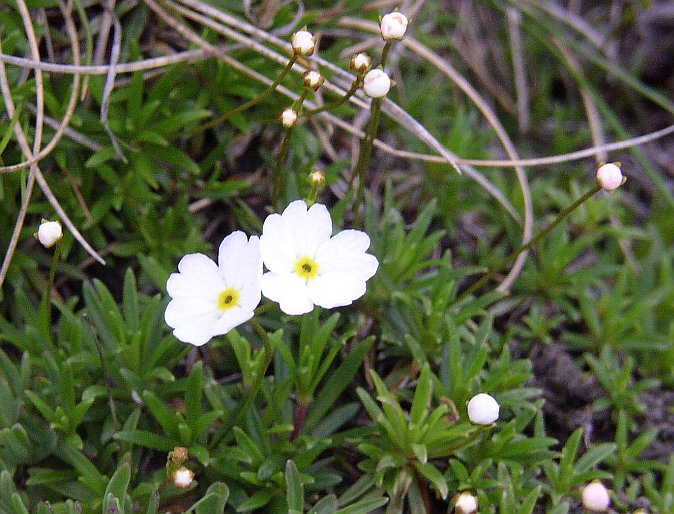 Androsace lactea