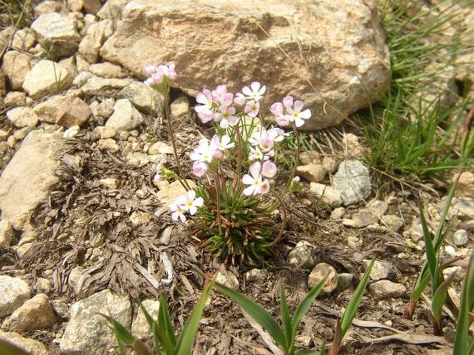 Androsace carnea