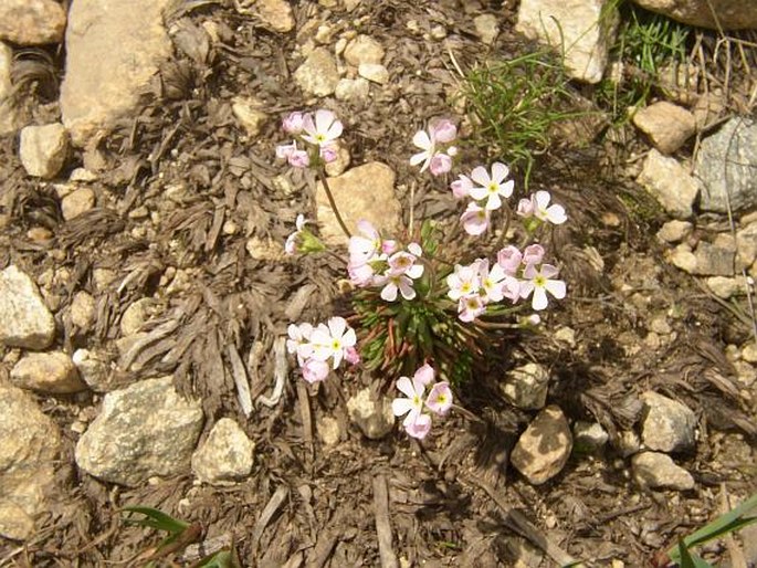 Androsace carnea