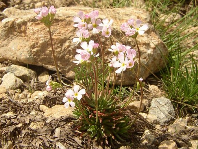 Androsace carnea