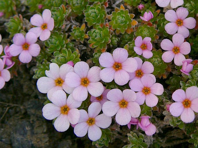 ANDROSACE ALPINA (L.) Lam. – pochybek alpský / pochybok