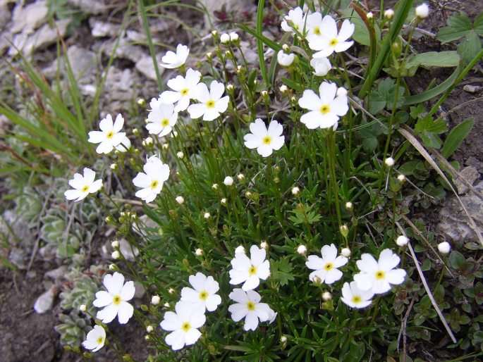 ANDROSACE LACTEA L. – pochybek mléčný / pochybok mliečny