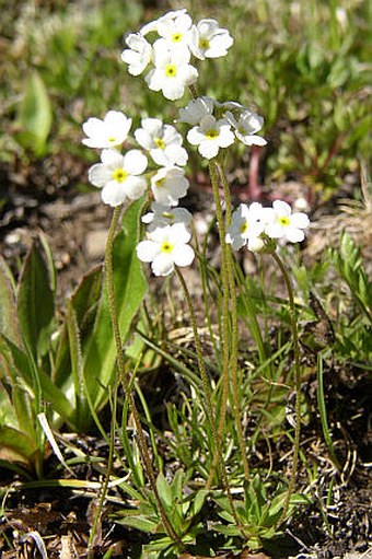 Androsace obtusifolia