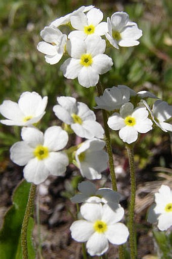 Androsace obtusifolia