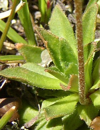 Androsace obtusifolia