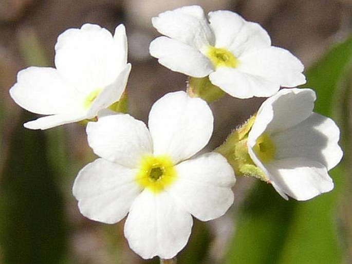 ANDROSACE OBTUSIFOLIA All. – pochybek tupolistý / pochybok tupolistý