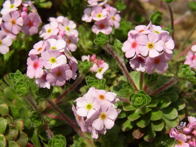 ANDROSACE SEMPERVIVOIDES Jacquem. ex Duby – pochybek netřeskovitý / pochybok