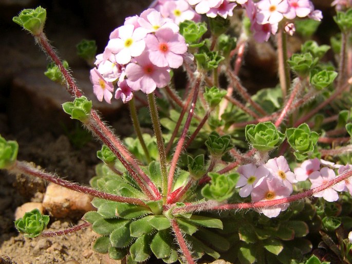 Androsace sempervivoides