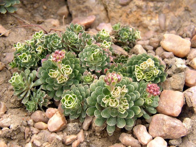 Androsace sempervivoides